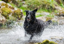 川辺を走る黒い犬を撮影した写真素材。弾ける水飛沫の一粒一粒まで鮮明。