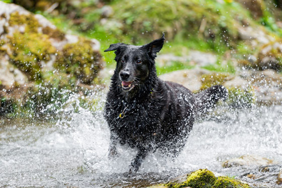 川辺を走る黒い犬を撮影した写真素材。弾ける水飛沫の一粒一粒まで鮮明。