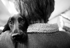 女性に抱きかかえられて肩にアゴを載せている犬を撮影した写真素材。つぶらな瞳が可愛い一枚。