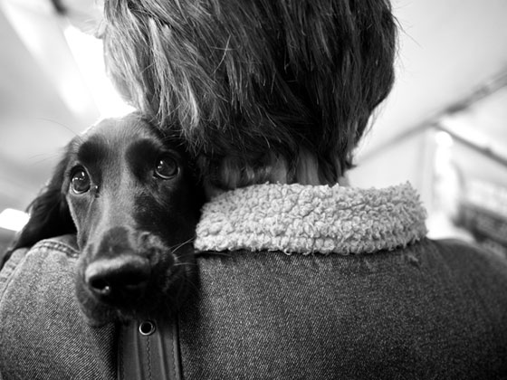女性に抱きかかえられて肩にアゴを載せている犬を撮影した写真素材。つぶらな瞳が可愛い一枚。