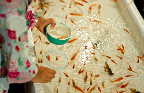 無料素材 夏祭りの金魚すくいの様子を撮影した写真素材 夏らしい涼し気な雰囲気