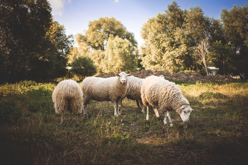 草を食べる羊達の小さな群れを撮影した無料写真。ふわふわの毛並みが可愛らしい雰囲気。