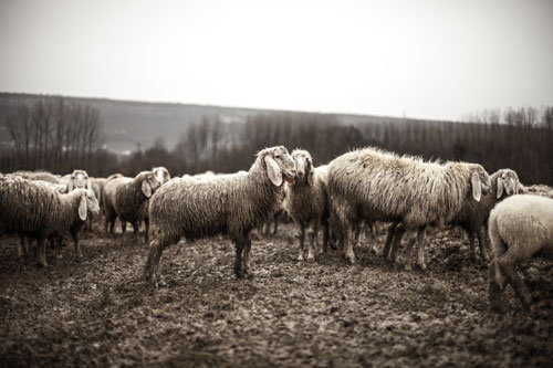 羊の群れをグレーの色調で撮影した写真素材。くっきりとした陰影と精細感がクール。