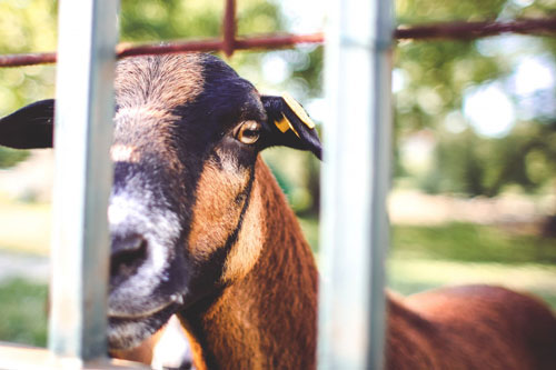 フェンスの外を見つめる山羊をアップで撮影したフリー写真素材