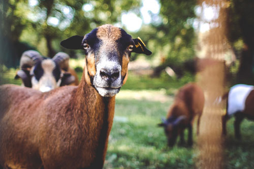 カメラ目線の山羊を撮影した可愛い写真素材。茶色と緑のコントラストが綺麗でのどかな雰囲気。