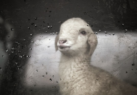 車の窓から外を覗く白い子羊を撮影した写真素材。つぶらな瞳とあどけない表情が可愛い一枚。