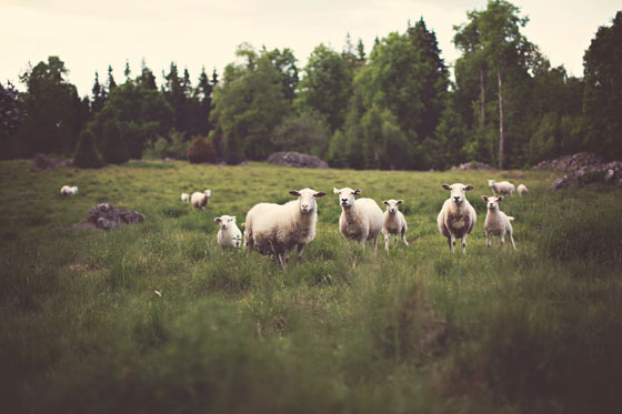 草原に佇む羊達の群れを撮影した高解像度な写真素材。コントラストの強めの絵作りがクールな雰囲気。