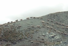 山道を歩く羊の群れを遠巻きに撮影した写真素材。ゴツゴツとした岩肌がクールな雰囲気。