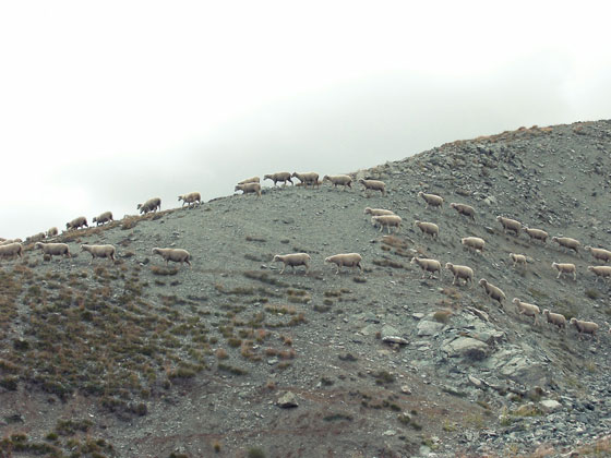山道を歩く羊の群れを遠巻きに撮影した写真素材。ゴツゴツとした岩肌がクールな雰囲気。