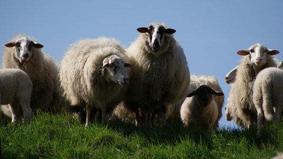 草原と青空をバックに長毛の羊達の群れを撮影した写真素材。きぐるみのような毛並みが可愛い一枚。