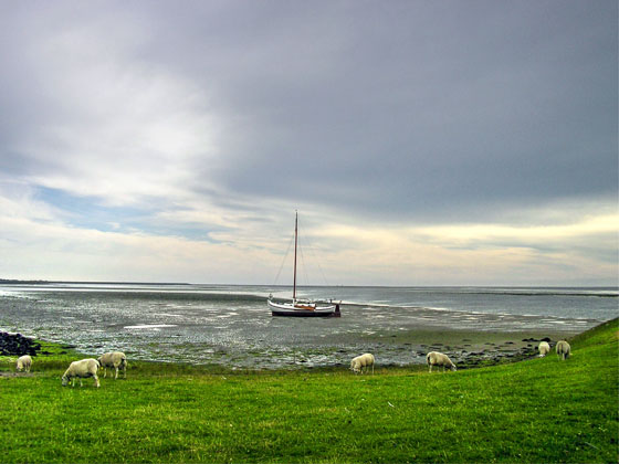 海の近くで草を食べる羊達とボートを撮影した写真素材
