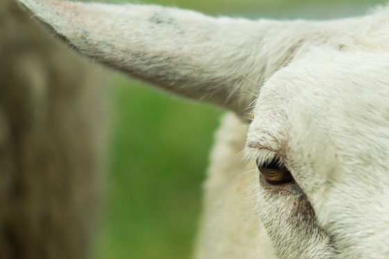 羊の瞳をアップで撮影した可愛い写真素材。細かい毛並みまで鮮明。