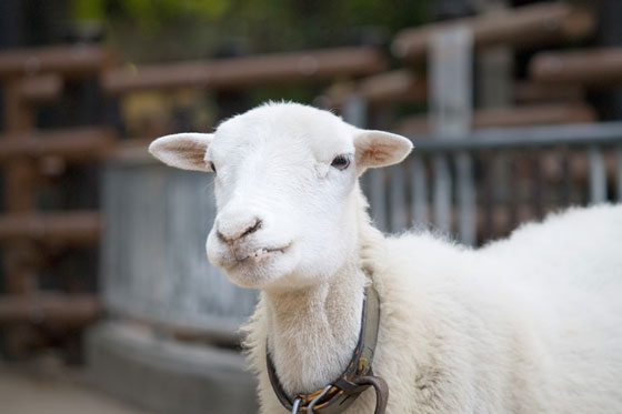 フリー素材 上唇を噛んでモゴモゴしている子羊の顔の写真 フワフワの白い毛が可愛い一枚