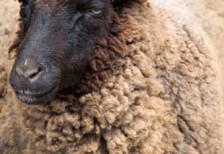 座ったポーズの黒い羊の写真。ボリューム感たっぷり毛並みと悪い目つきが可愛い雰囲気。