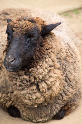 座ったポーズの黒い羊の写真。ボリューム感たっぷり毛並みと悪い目つきが可愛い雰囲気。
