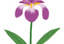 菖蒲の花の綺麗なイラスト。こどもの日のデザインに。