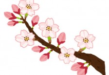 ソメイヨシノの木に5輪の花が咲いた桜の開花のイラスト