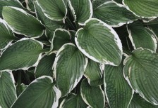 さまざまな植物の葉を撮影した写真の無料テクスチャー画像セット